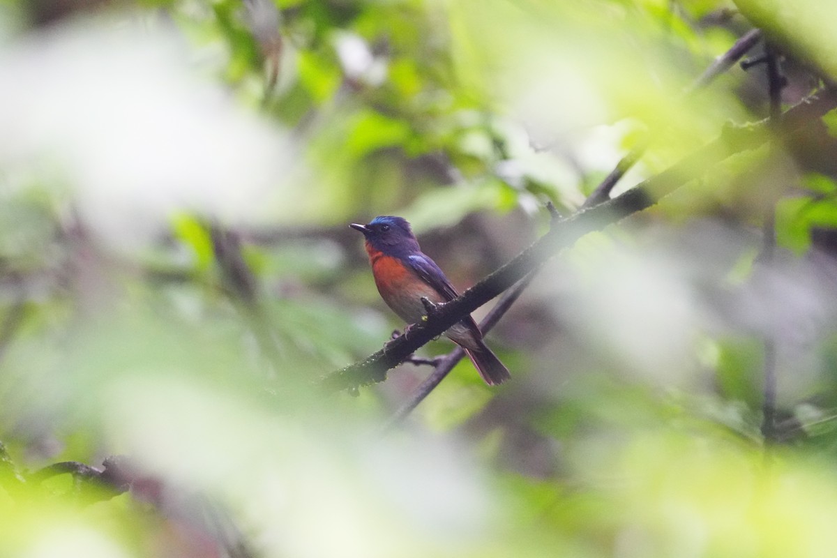 Chinese Blue Flycatcher - ML638666813