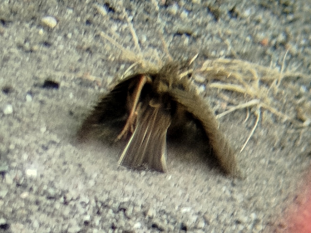 Paddyfield Pipit - ML638666814