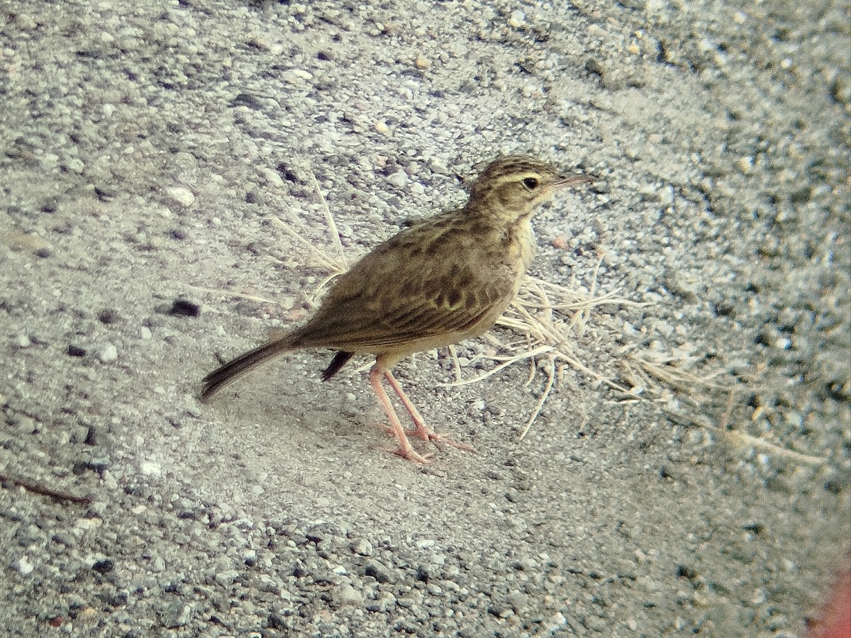 Paddyfield Pipit - ML638666815