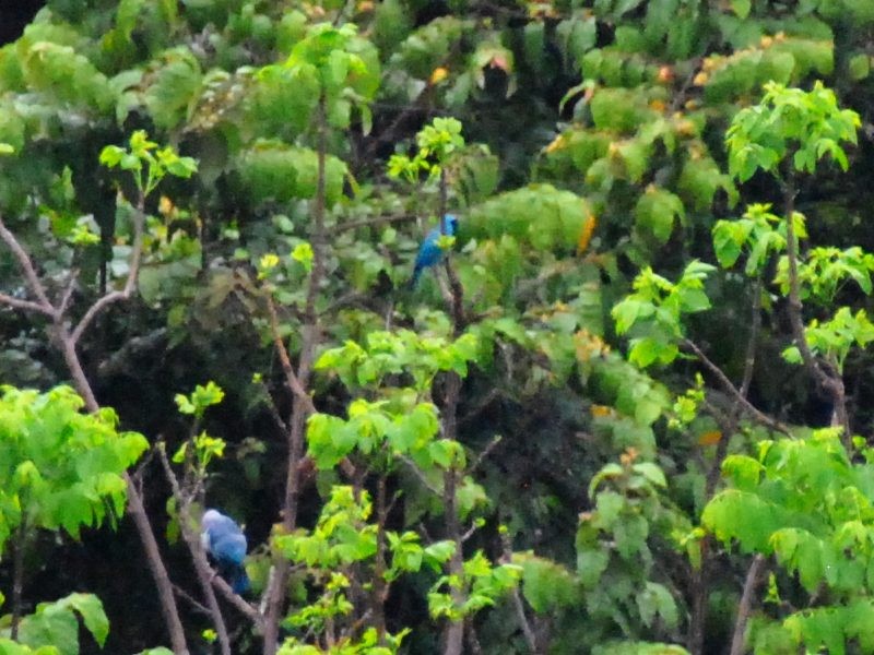 Swallow Tanager - ML638666847