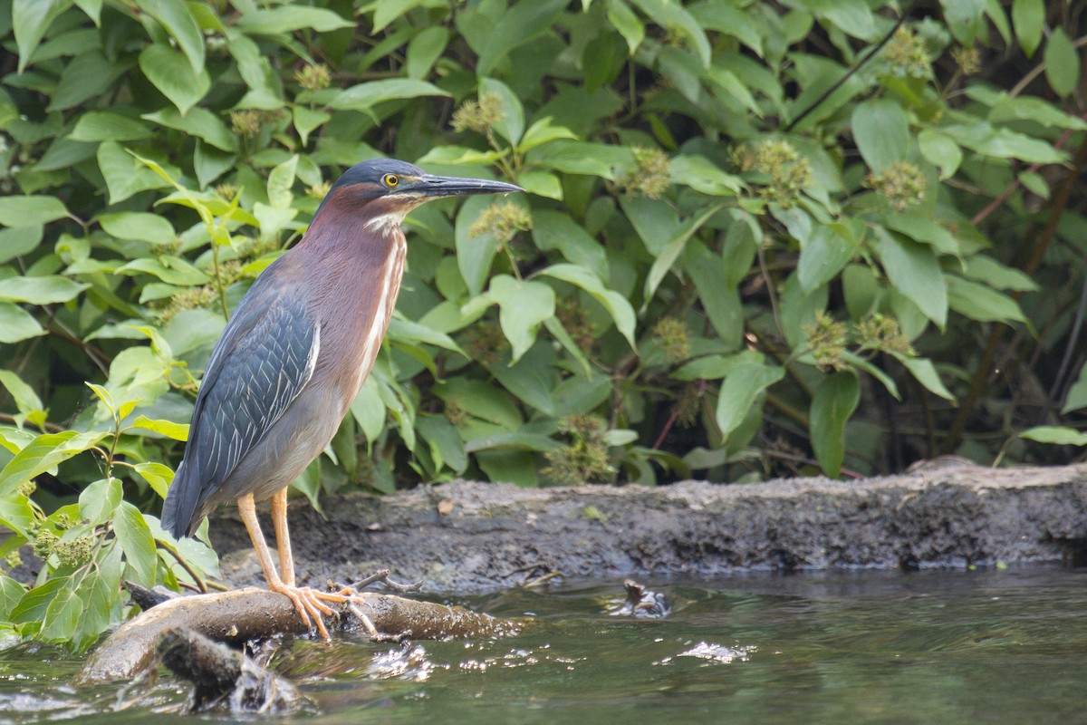Green Heron - ML638666894