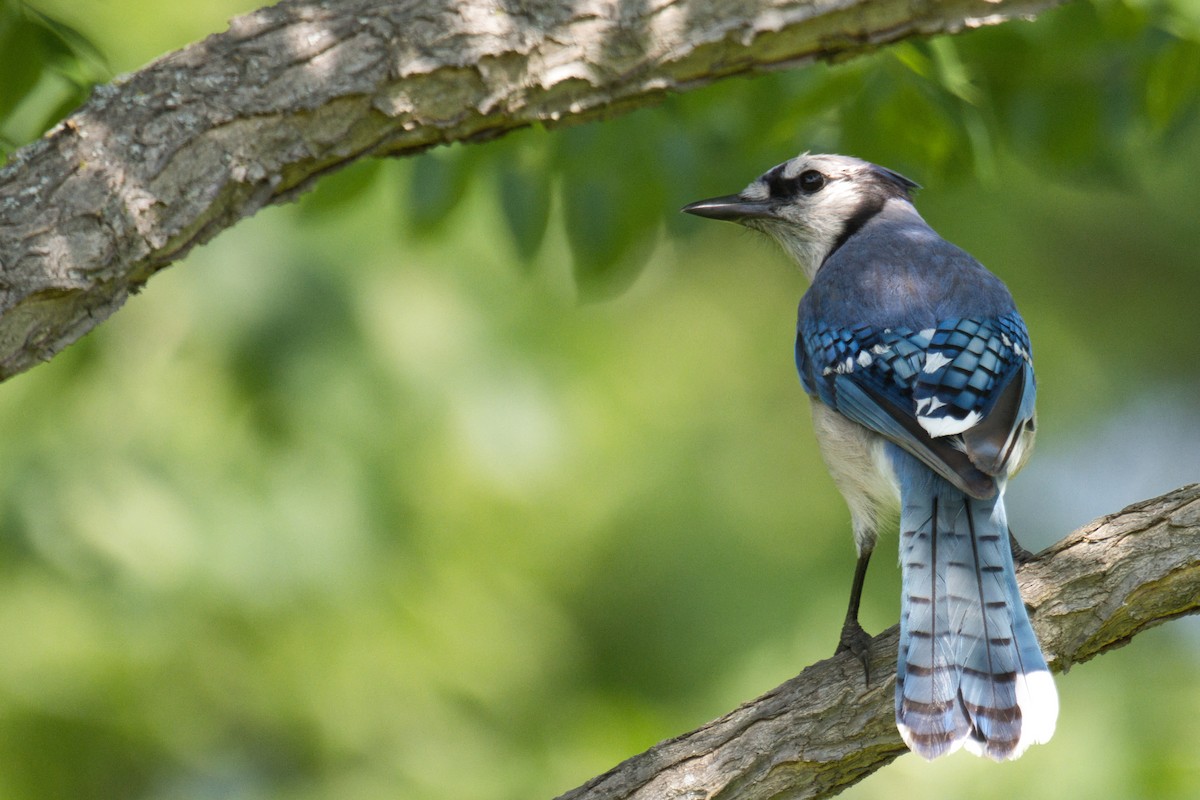 Blue Jay - ML638666896