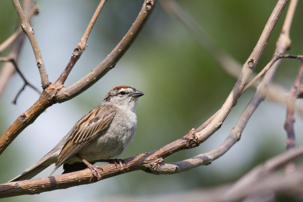 Chipping Sparrow - ML638666901