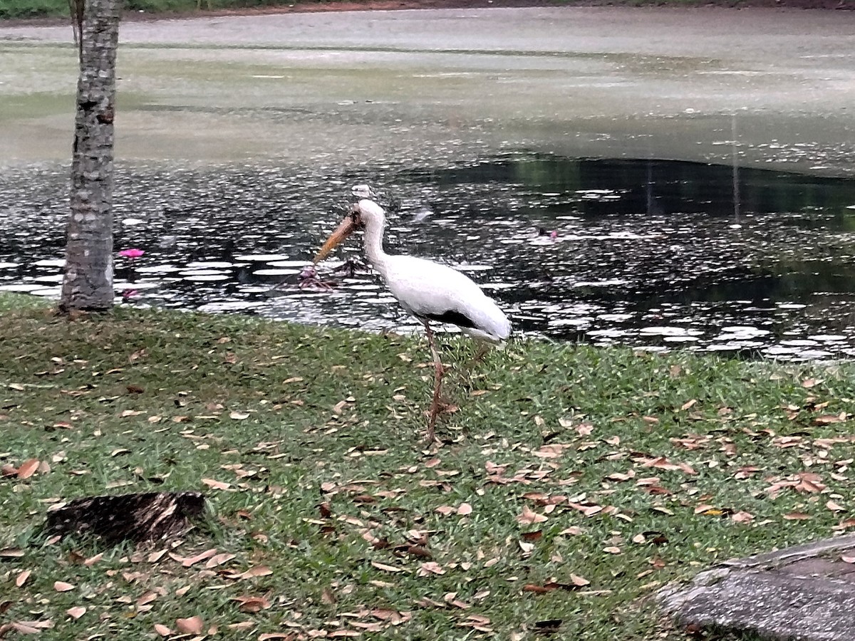 Milky Stork - ML638666933