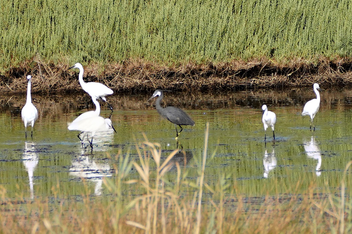 Western Reef-Heron - ML638666997