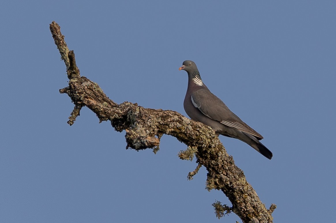 Common Wood-Pigeon - ML638667004