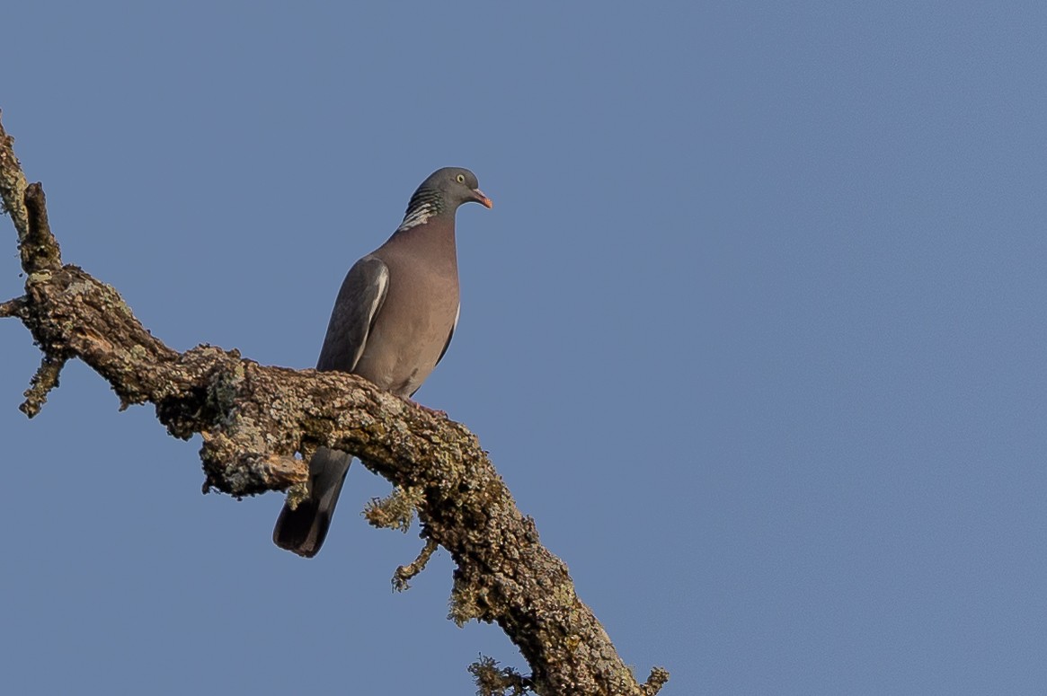 Common Wood-Pigeon - ML638667006