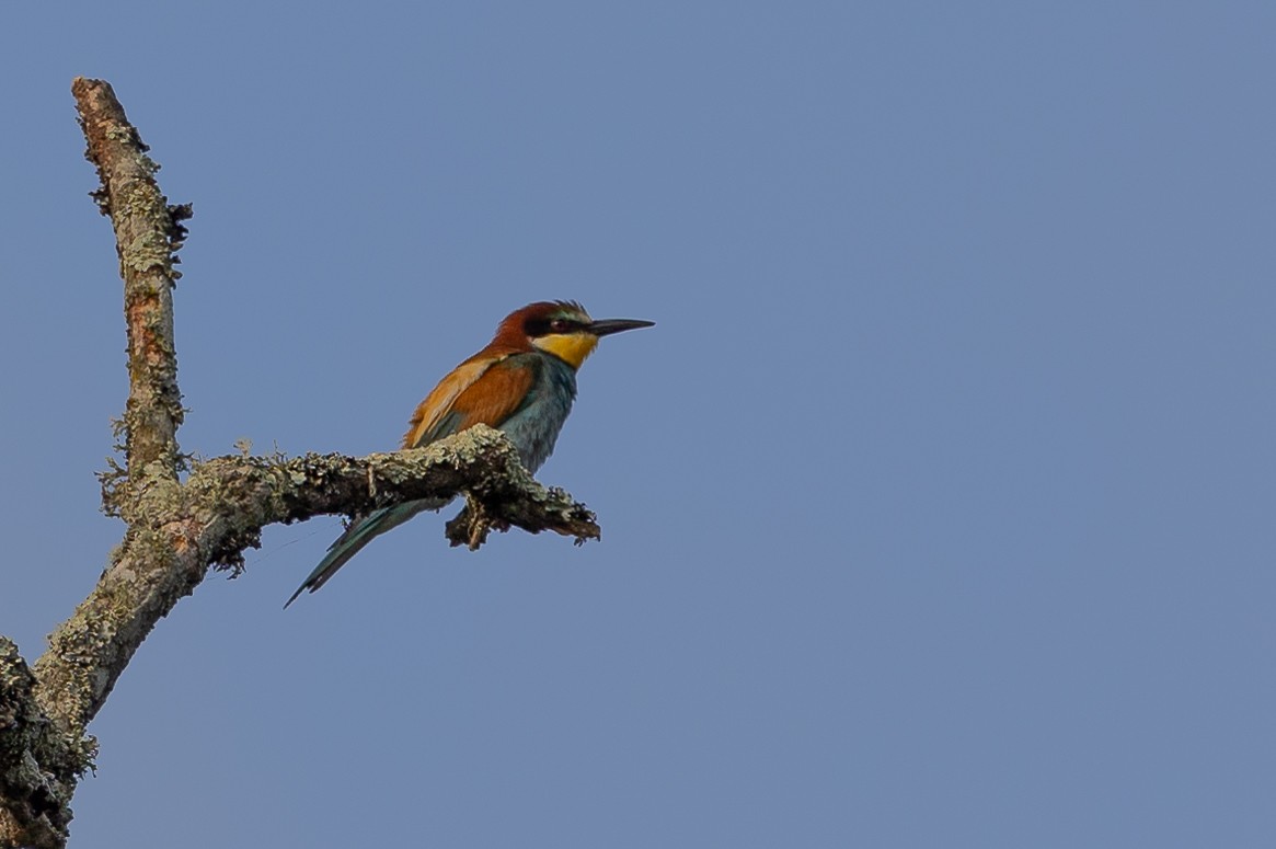 European Bee-eater - ML638667009