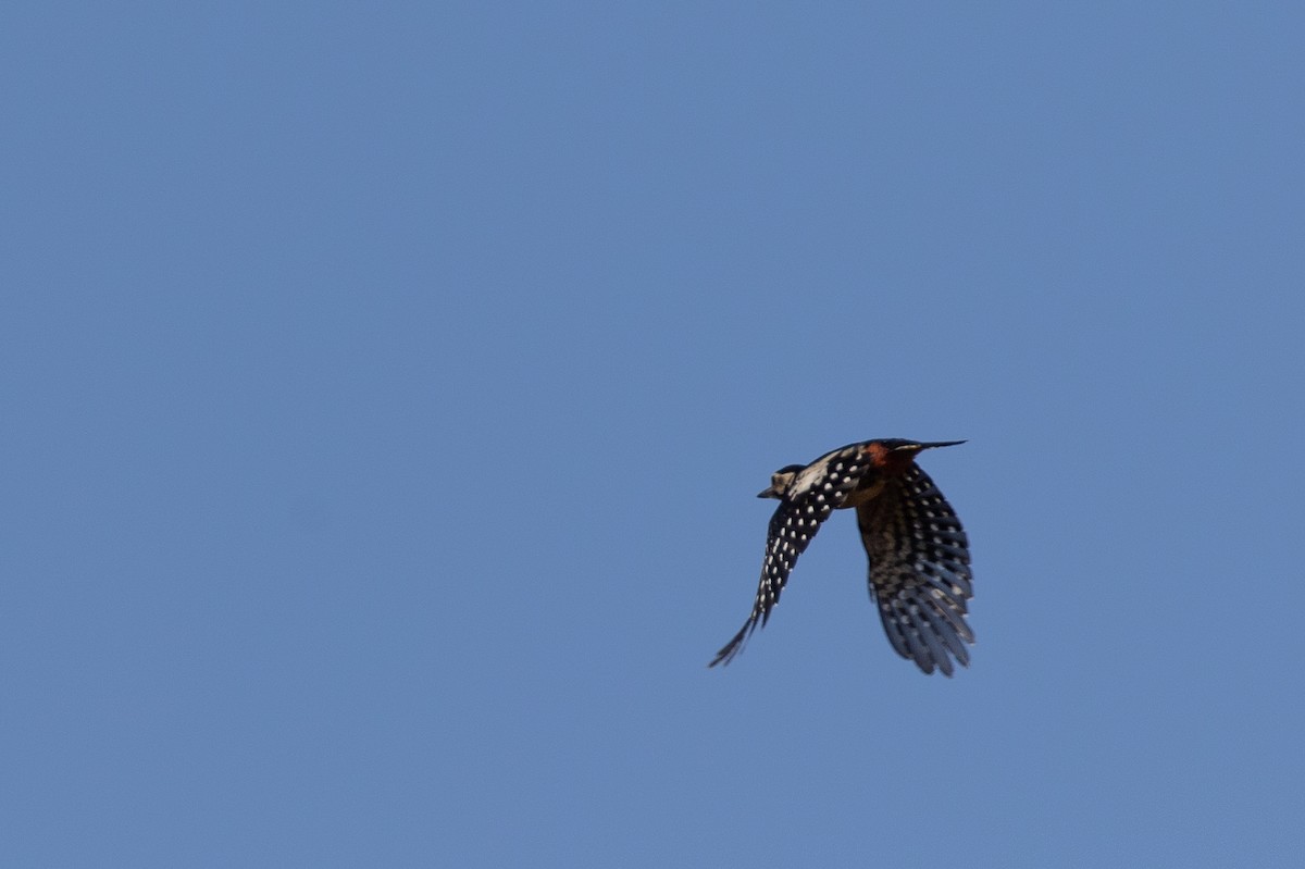 Great Spotted Woodpecker - ML638667031