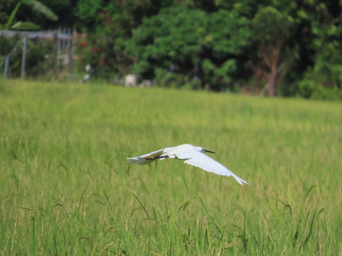 Little Egret - ML638667133