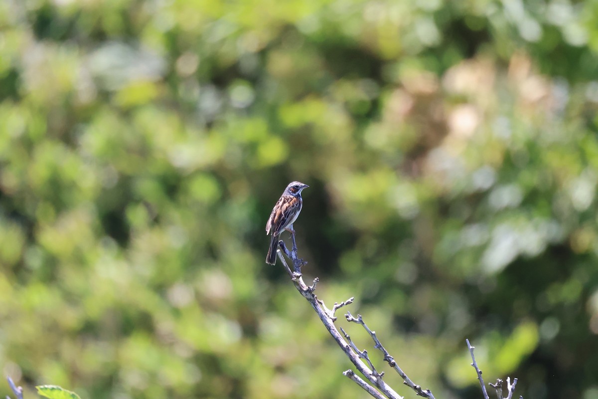 Chestnut-eared Bunting - ML638667137