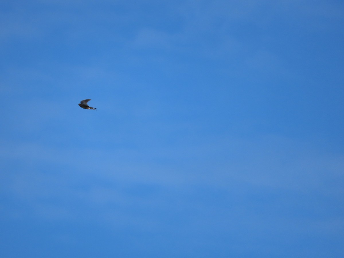 Barn Swallow - ML638667142