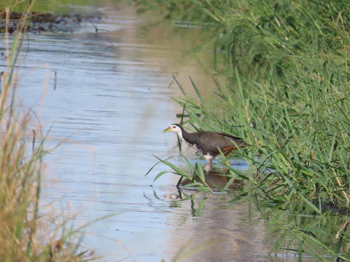 White-breasted Waterhen - ML638667145