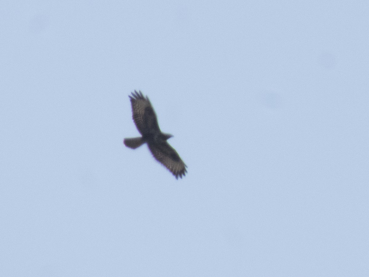 European Honey-buzzard - ML638667147