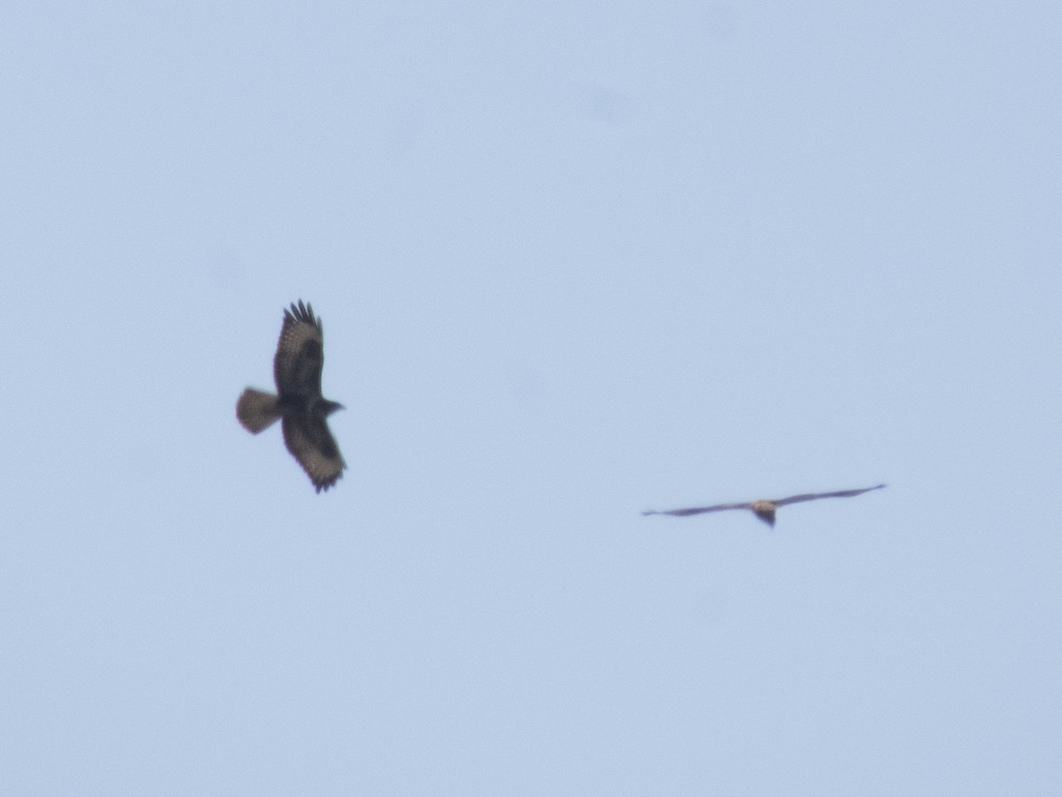 European Honey-buzzard - ML638667148