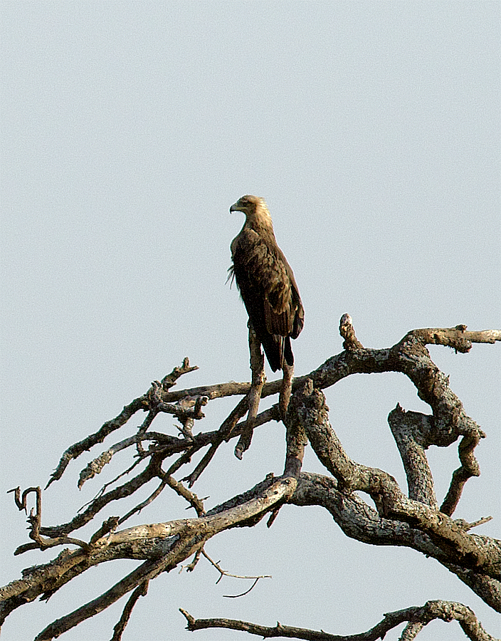 White-backed Vulture - ML638667149