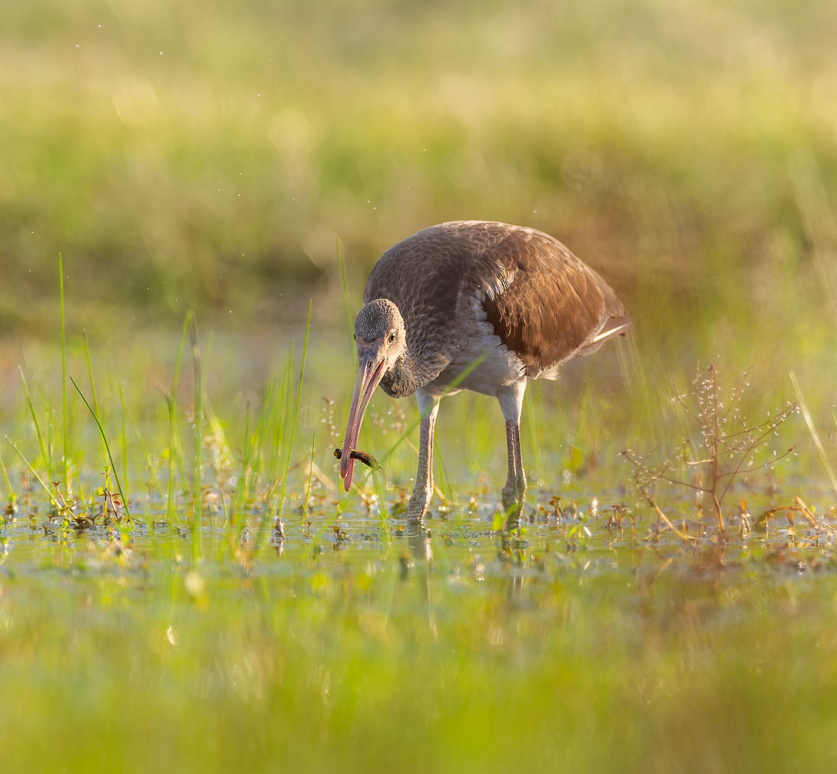 White Ibis - ML638667150