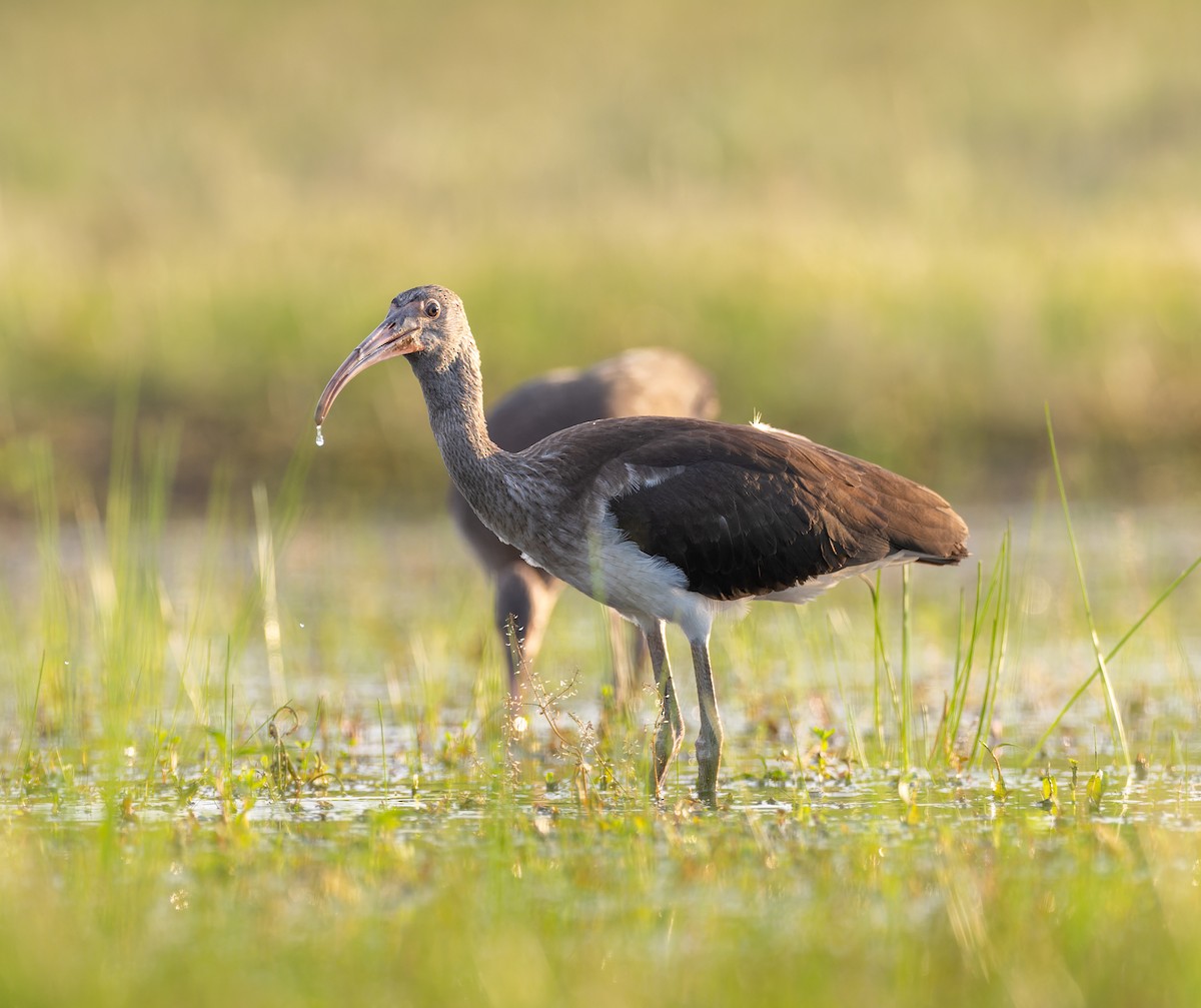 White Ibis - ML638667151
