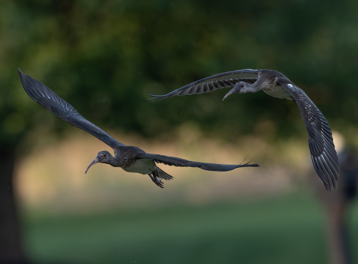 White Ibis - ML638667152