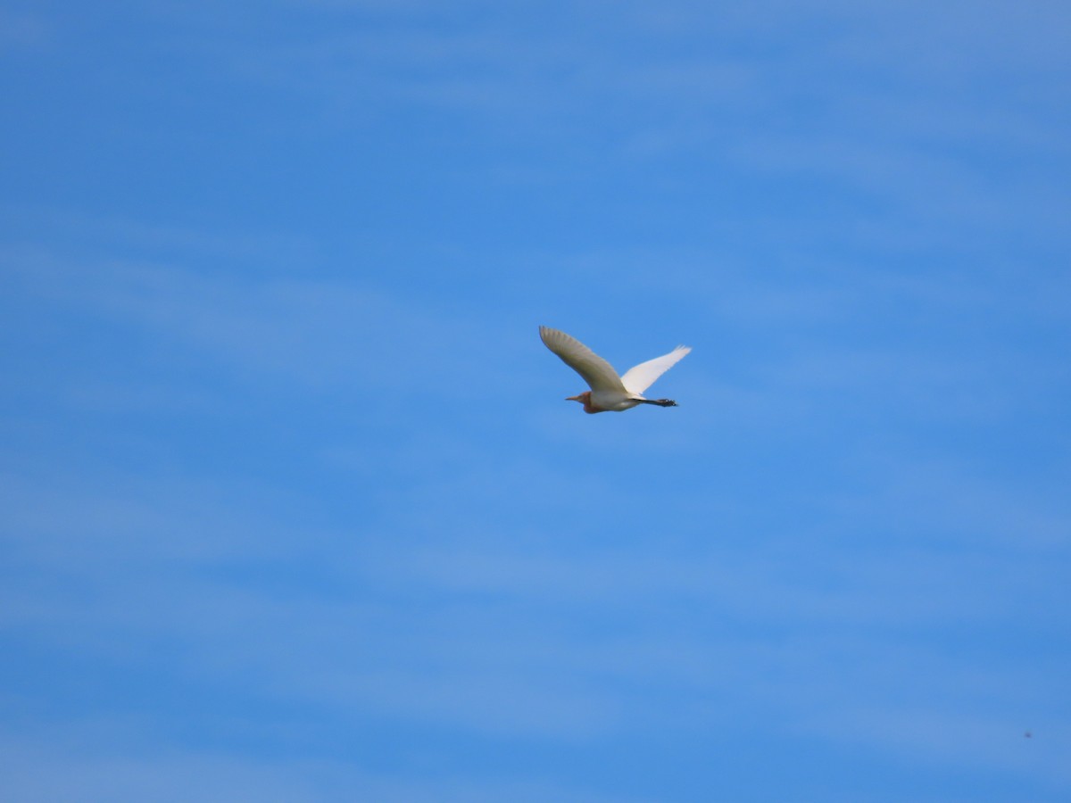 Eastern Cattle-Egret - ML638667156
