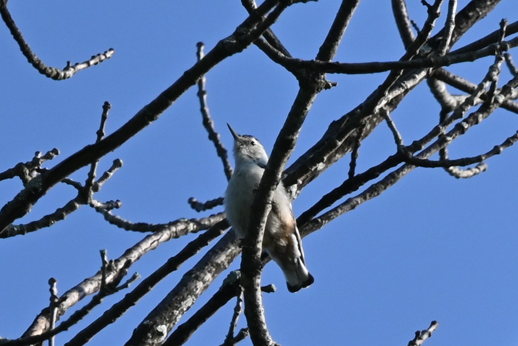 White-breasted Nuthatch - ML638667159