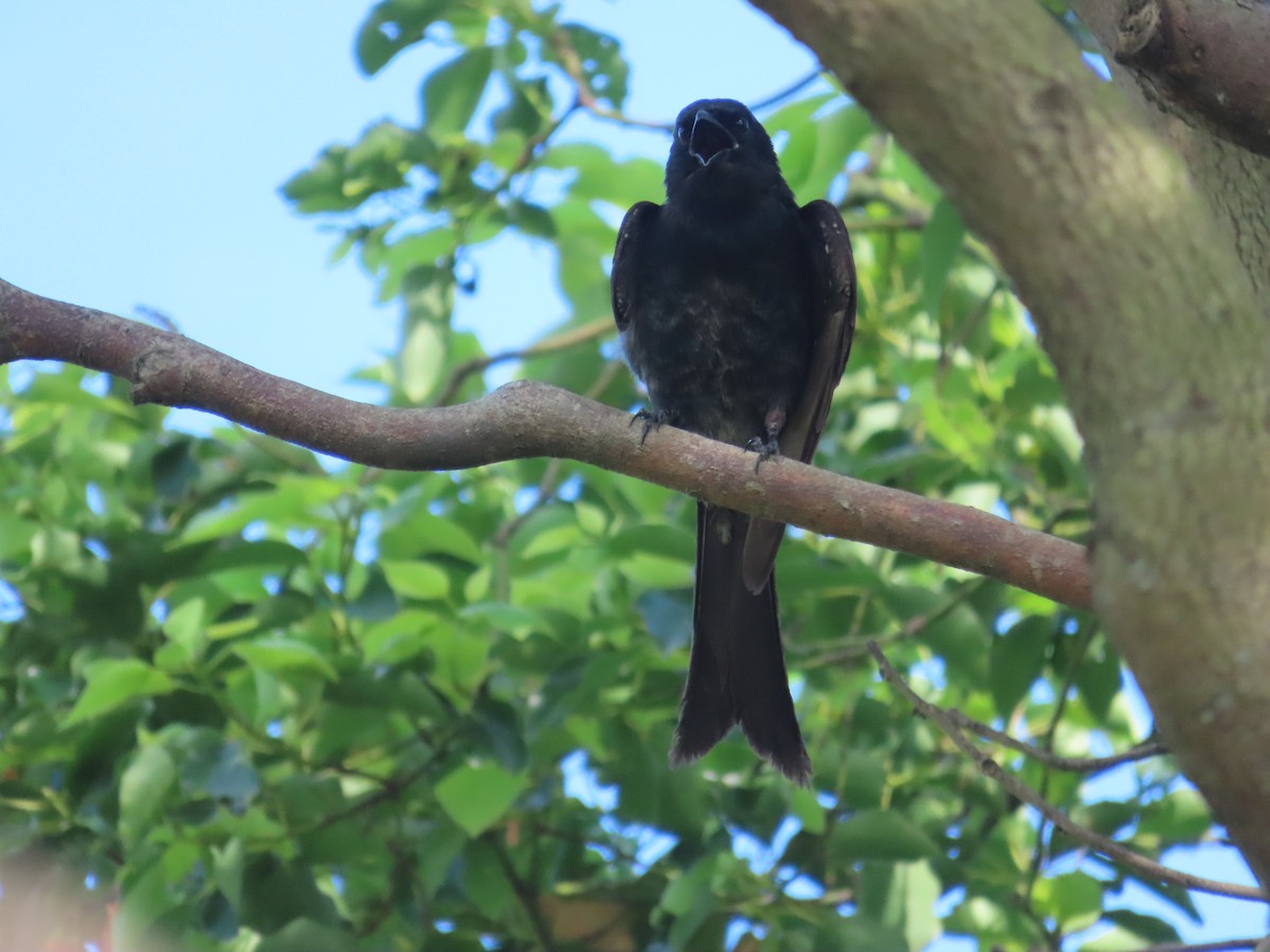 Black Drongo - ML638667160