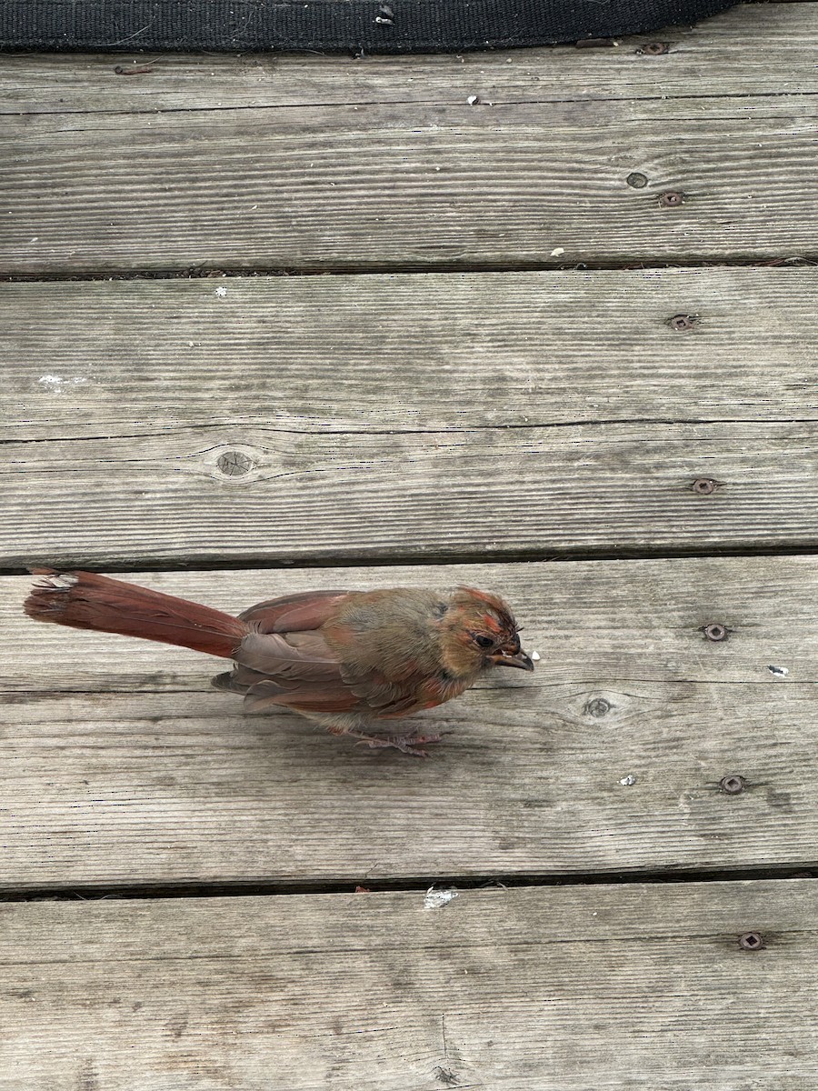 Northern Cardinal - ML638667161