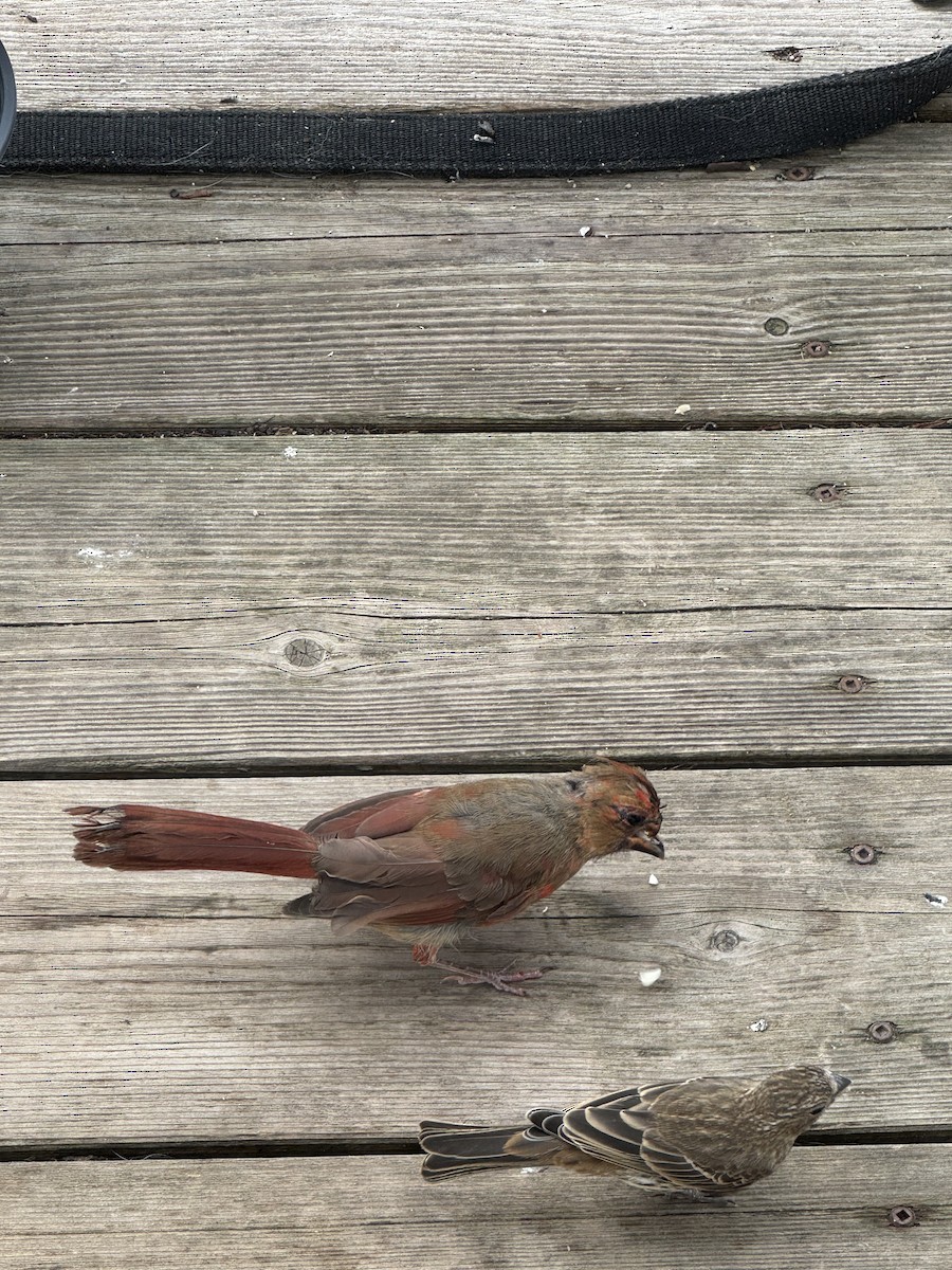 Northern Cardinal - ML638667162