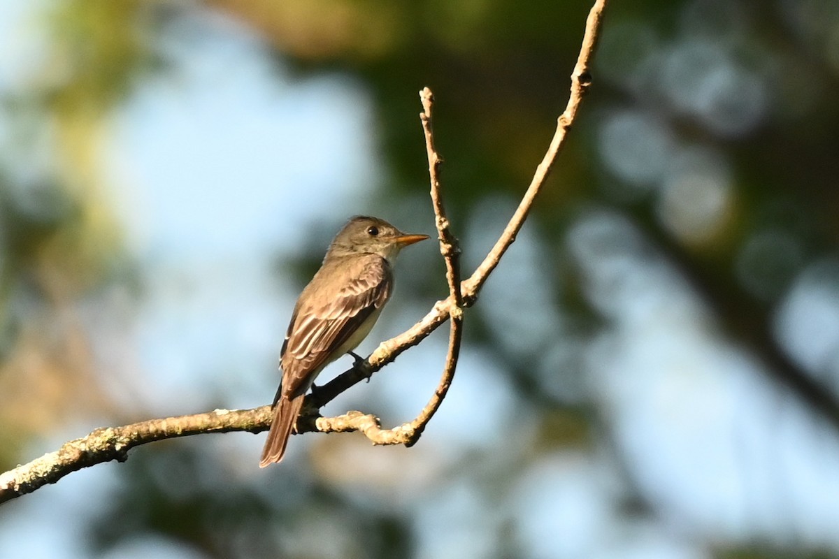Eastern Wood-Pewee - ML638667164