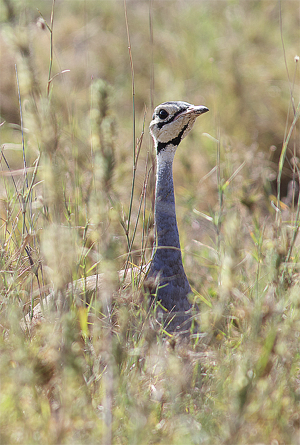 White-bellied Bustard - ML638667168