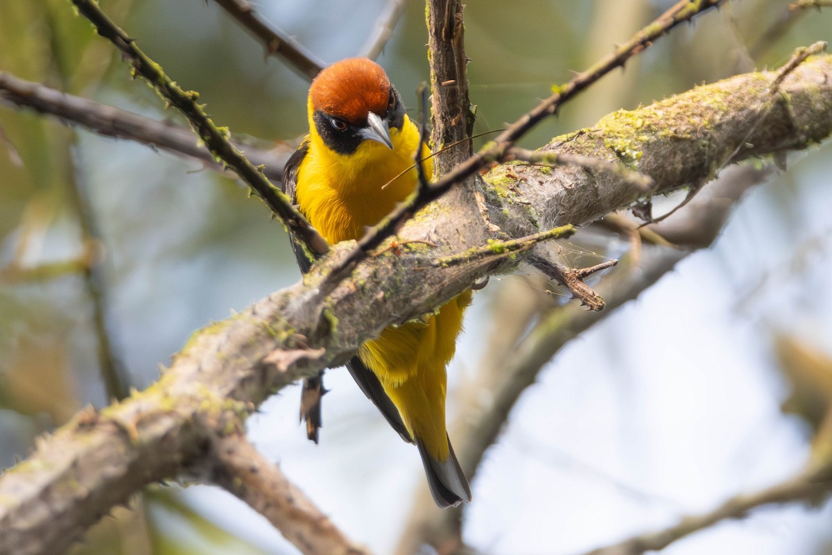 Brown-capped Weaver - ML638667170