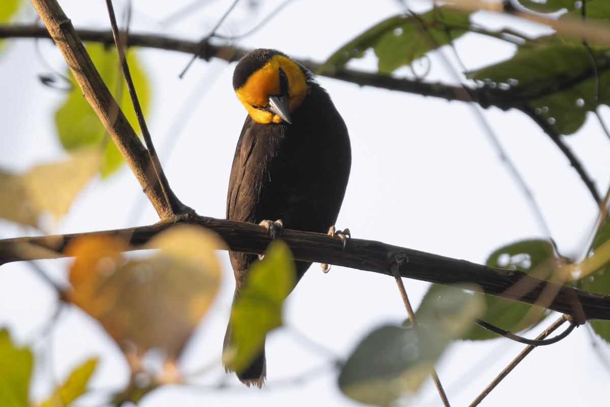 Black-billed Weaver - ML638667182