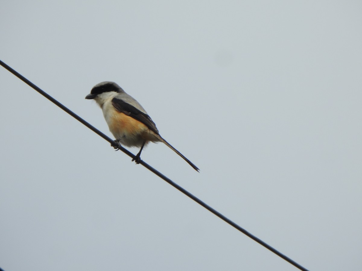 Long-tailed Shrike - ML638667187