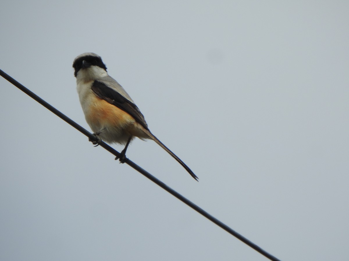 Long-tailed Shrike - ML638667188