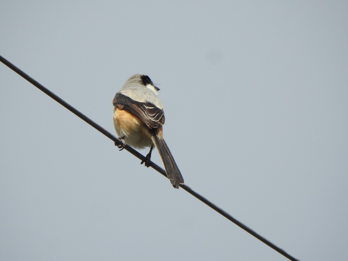 Long-tailed Shrike - ML638667189