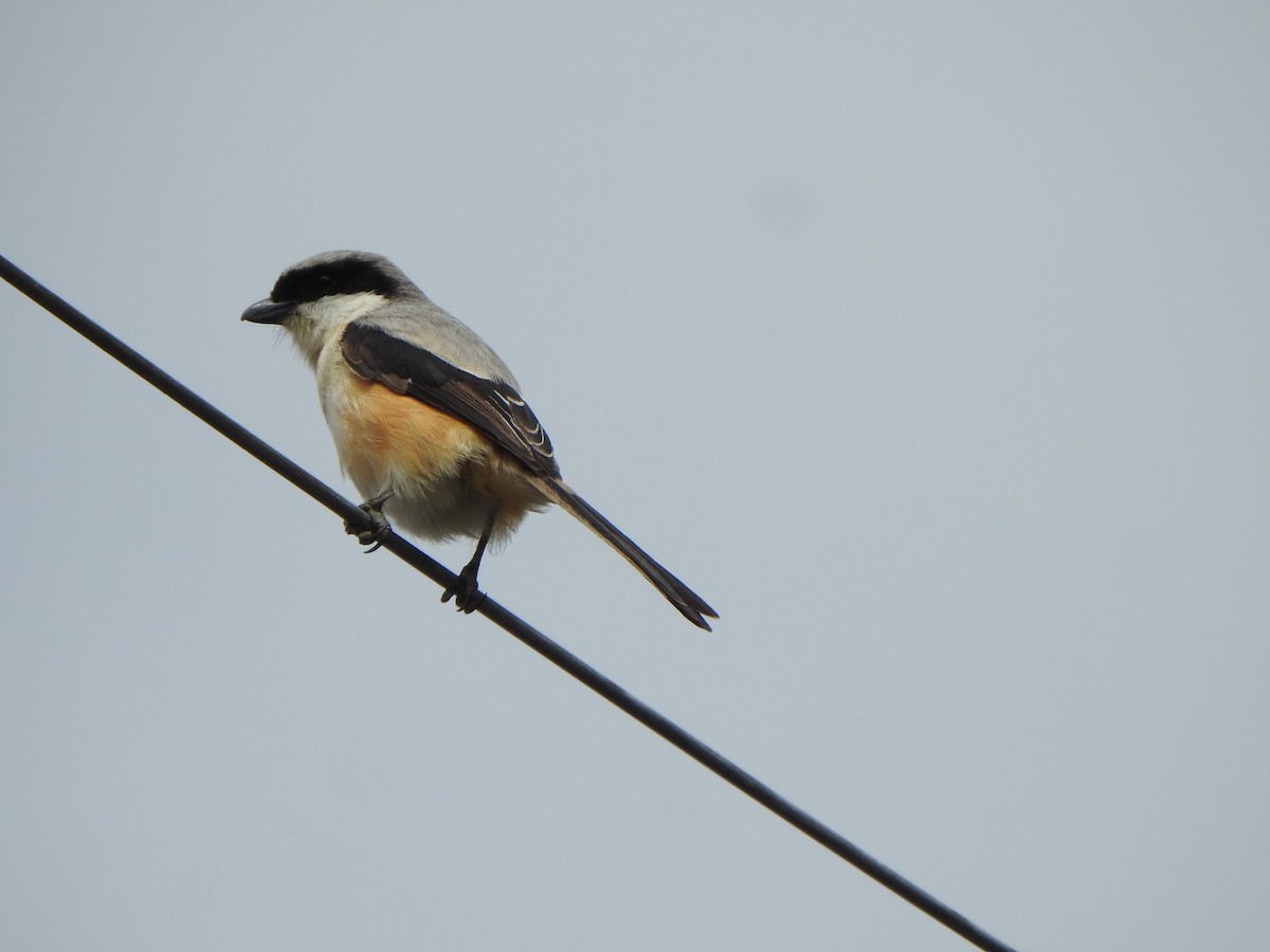 Long-tailed Shrike - ML638667190