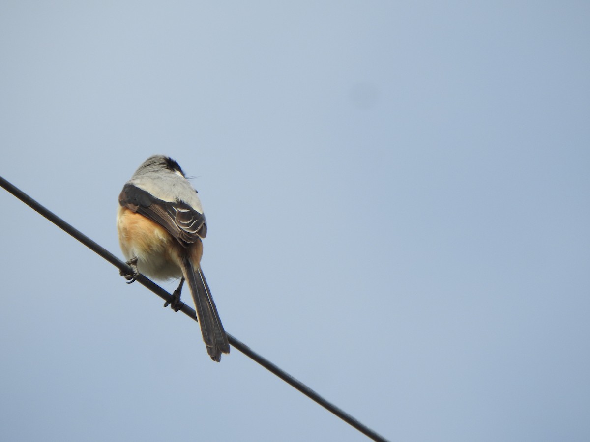 Long-tailed Shrike - ML638667192