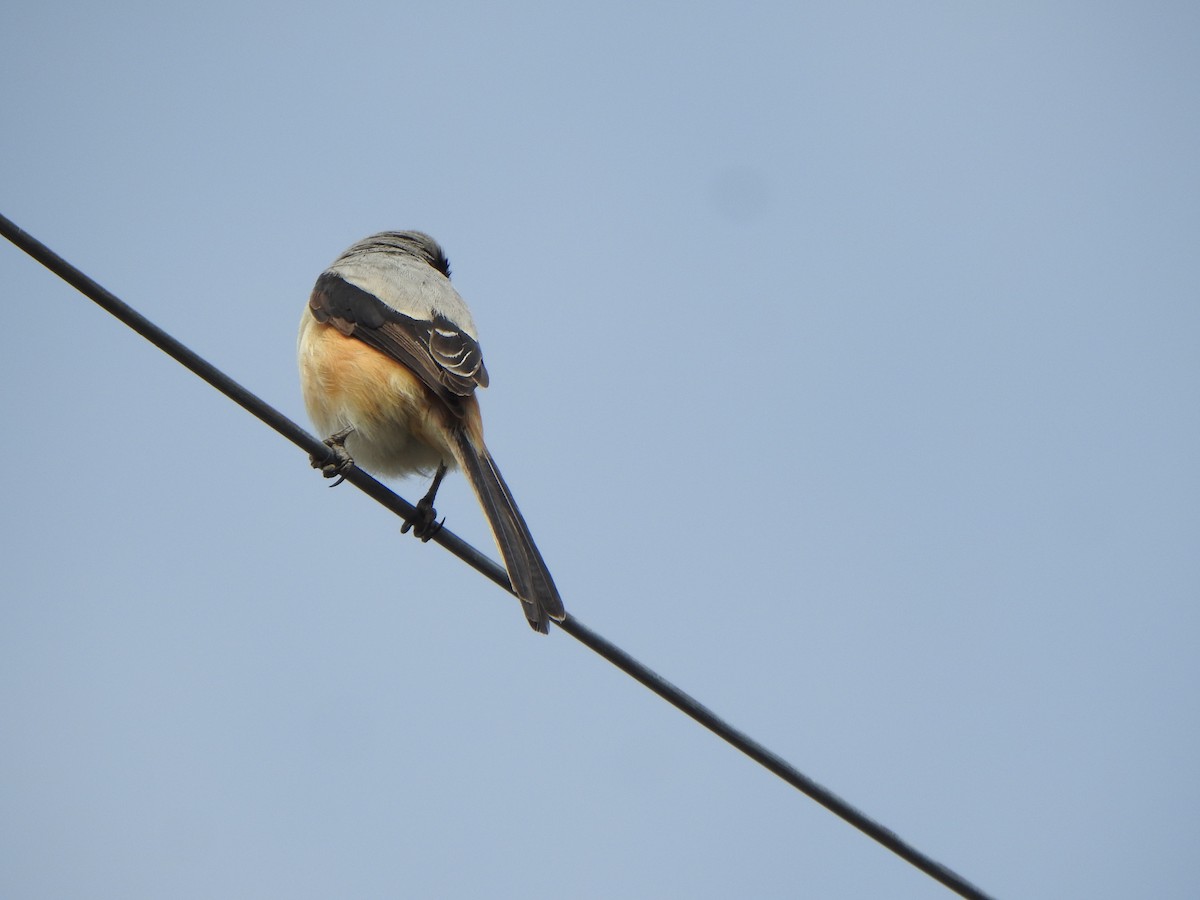 Long-tailed Shrike - ML638667193
