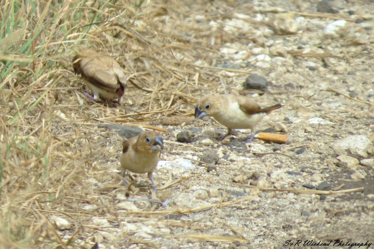 African Silverbill - ML638667224