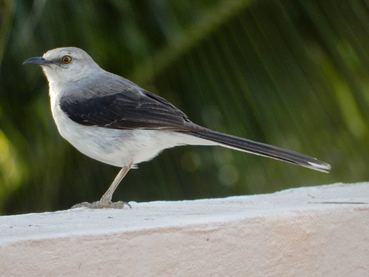 Tropical Mockingbird - ML638667230