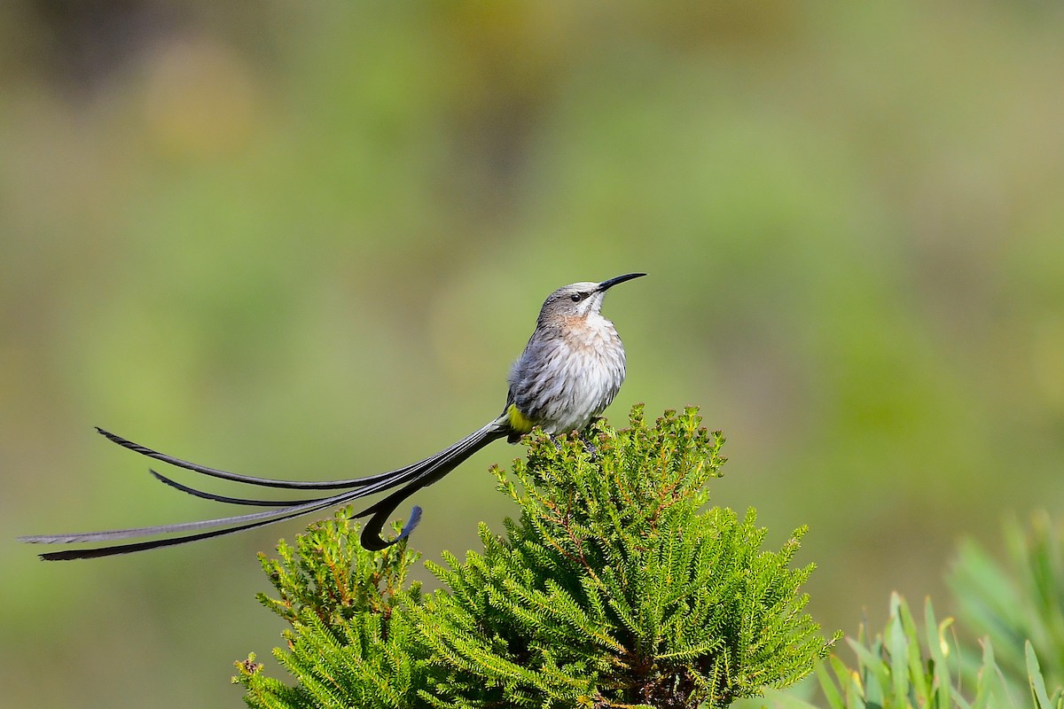 Cape Sugarbird - ML638667240