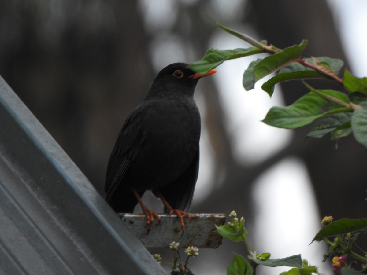 Indian Blackbird - ML638667250