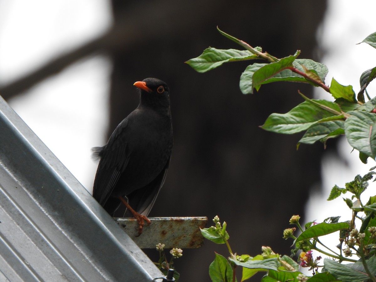 Indian Blackbird - ML638667251