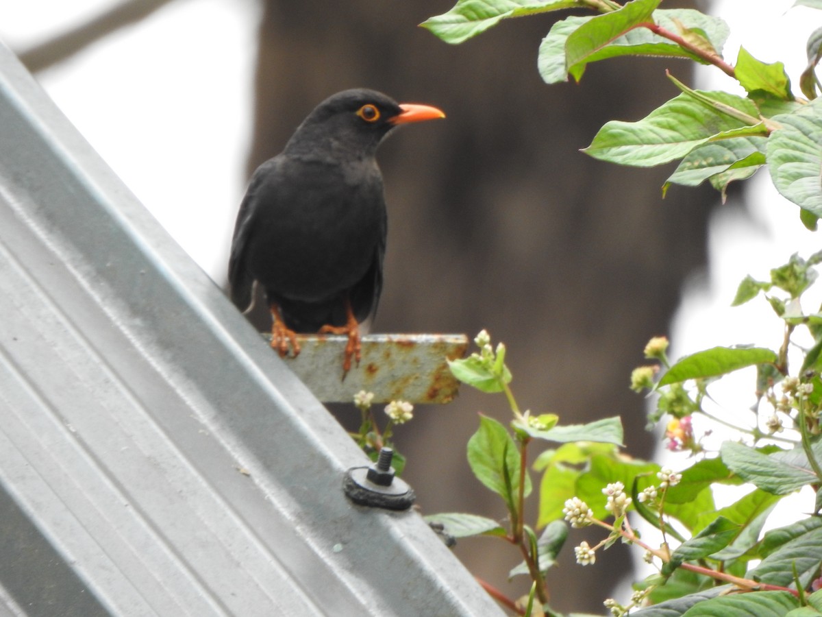 Indian Blackbird - ML638667252