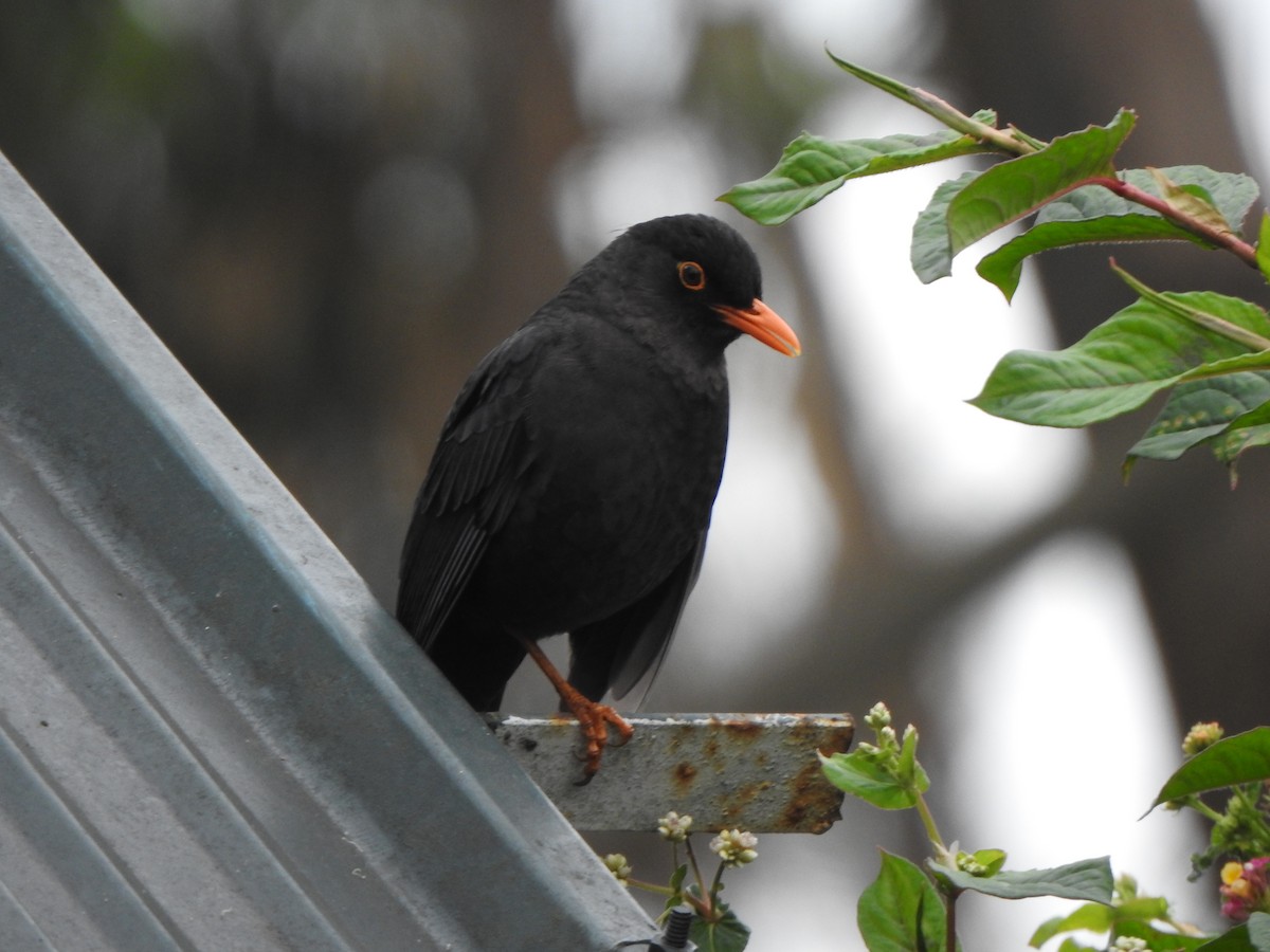 Indian Blackbird - ML638667253