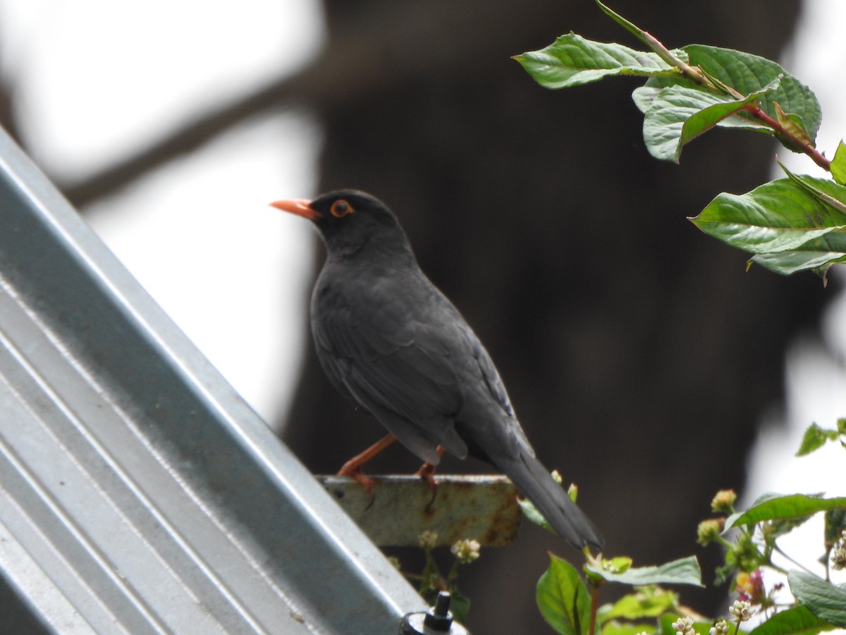 Indian Blackbird - ML638667254