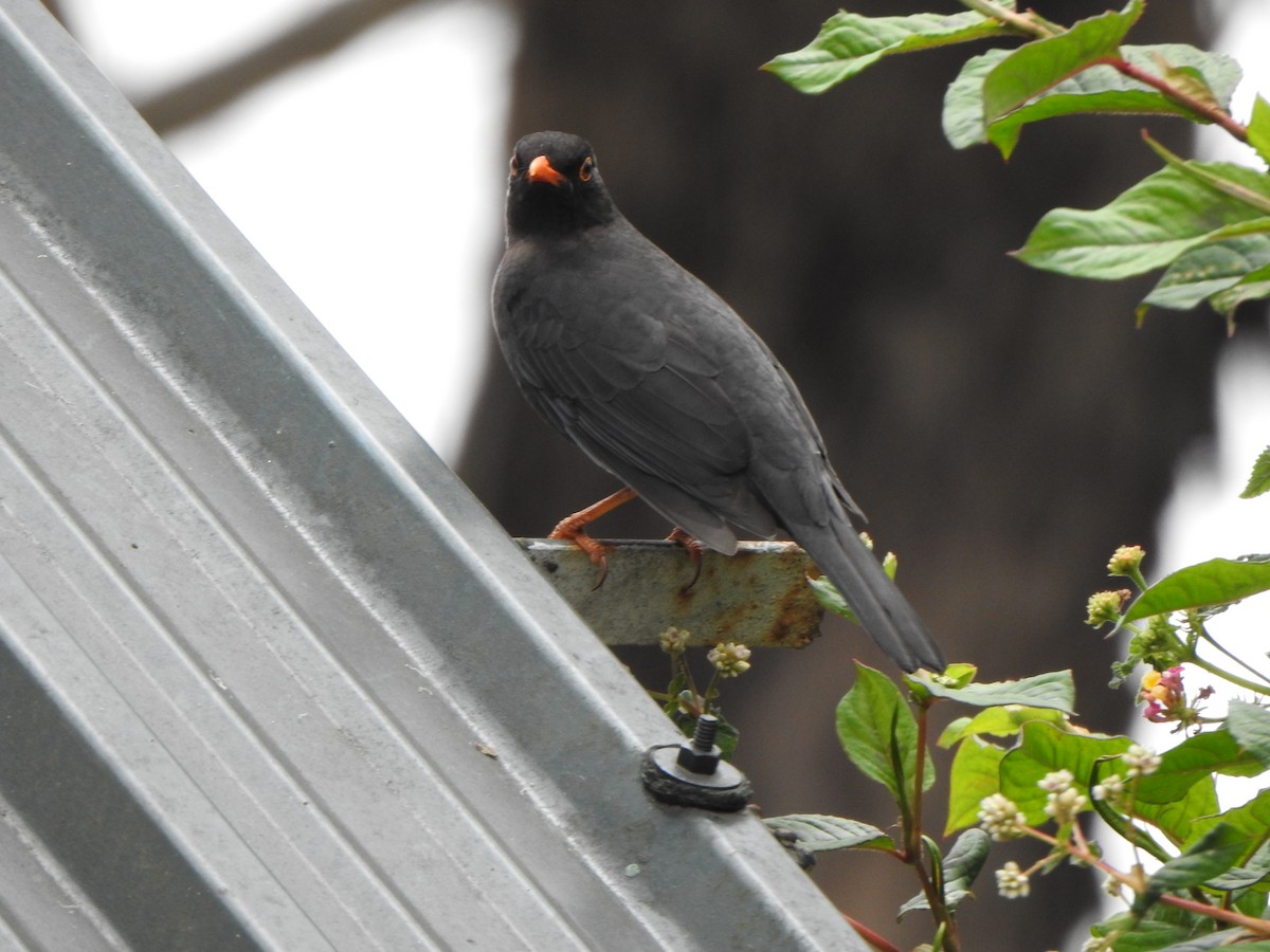 Indian Blackbird - ML638667255