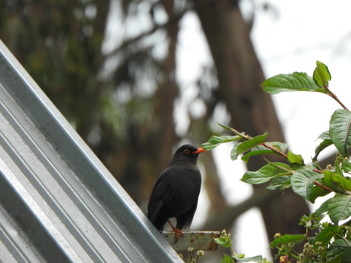 Indian Blackbird - ML638667256