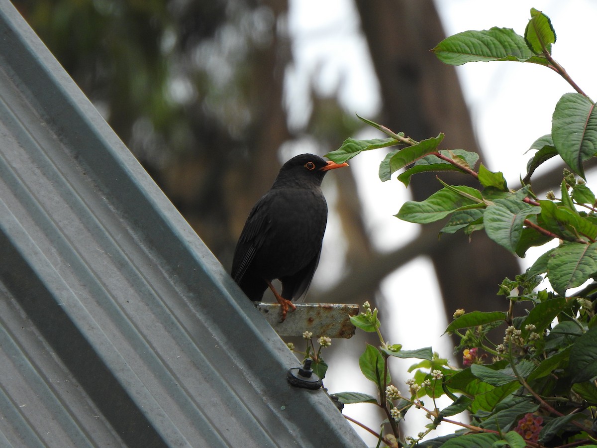 Indian Blackbird - ML638667257