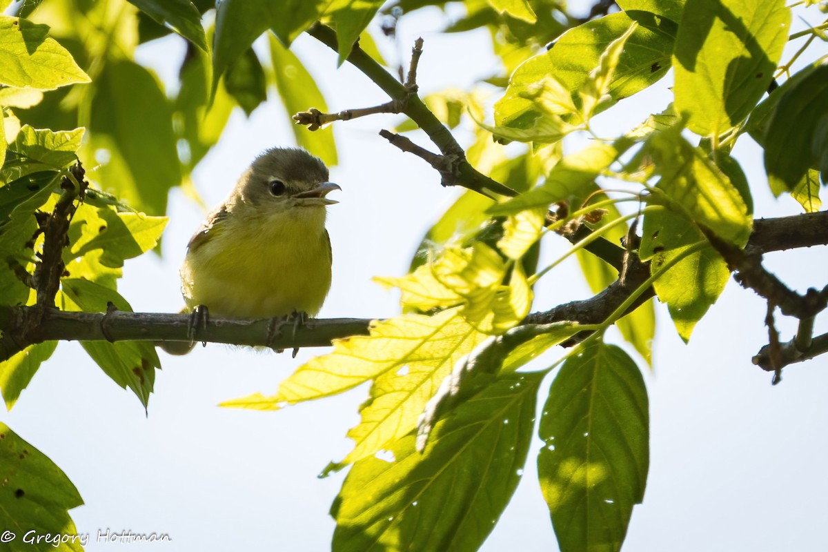 Bell's Vireo - ML638667264